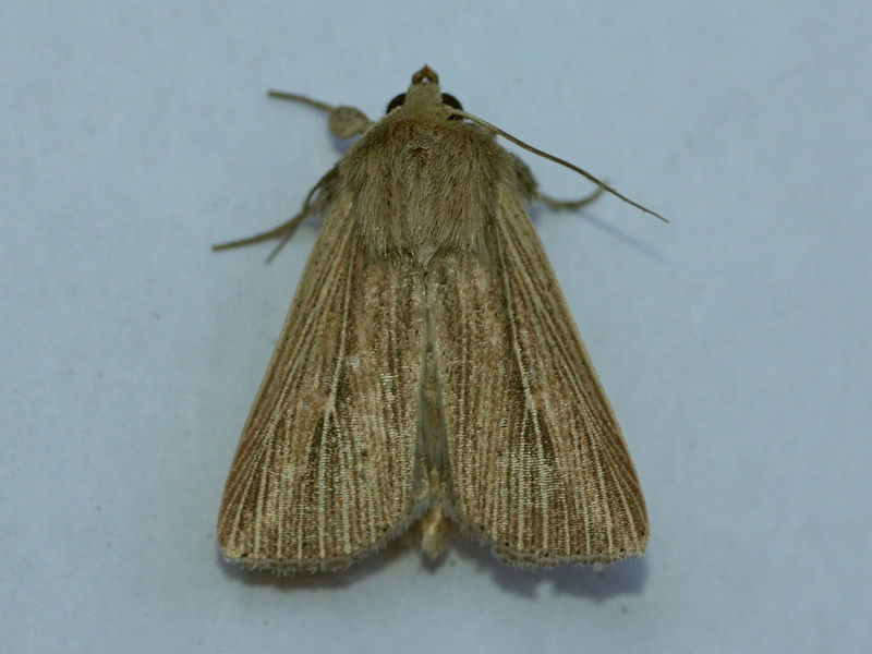 Mythimna sp. - Noctuidae